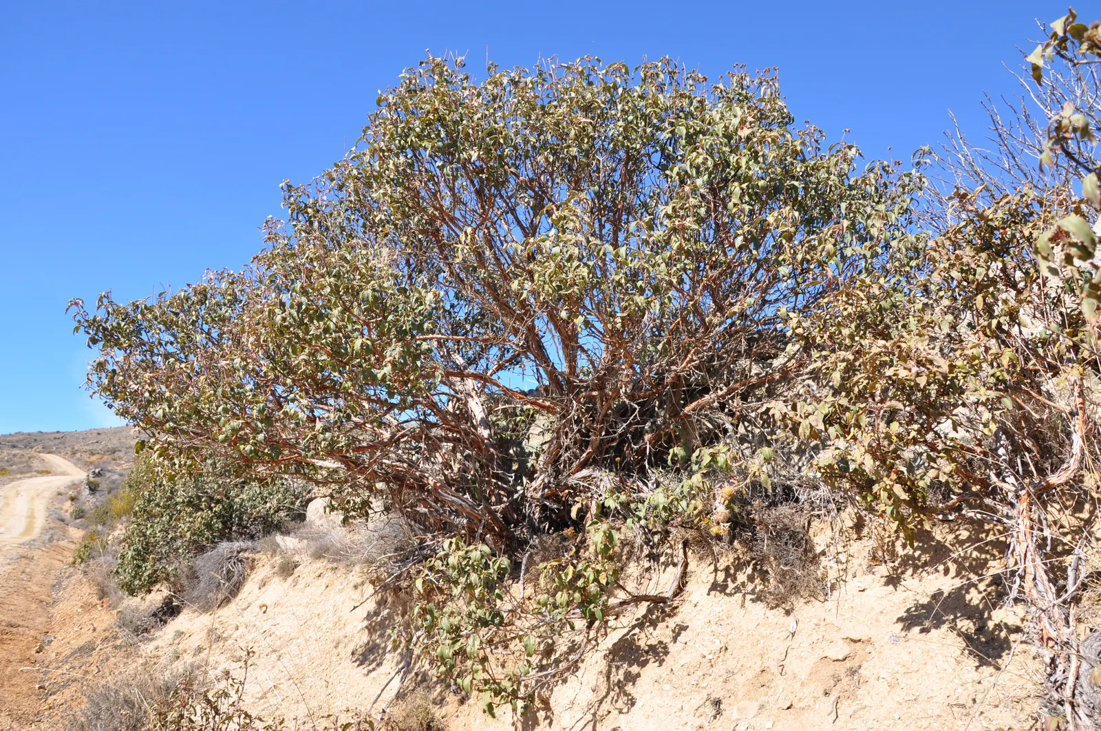 Laurel Leafed Rockrose (Cistus Laurifolius) — shrub for full or half