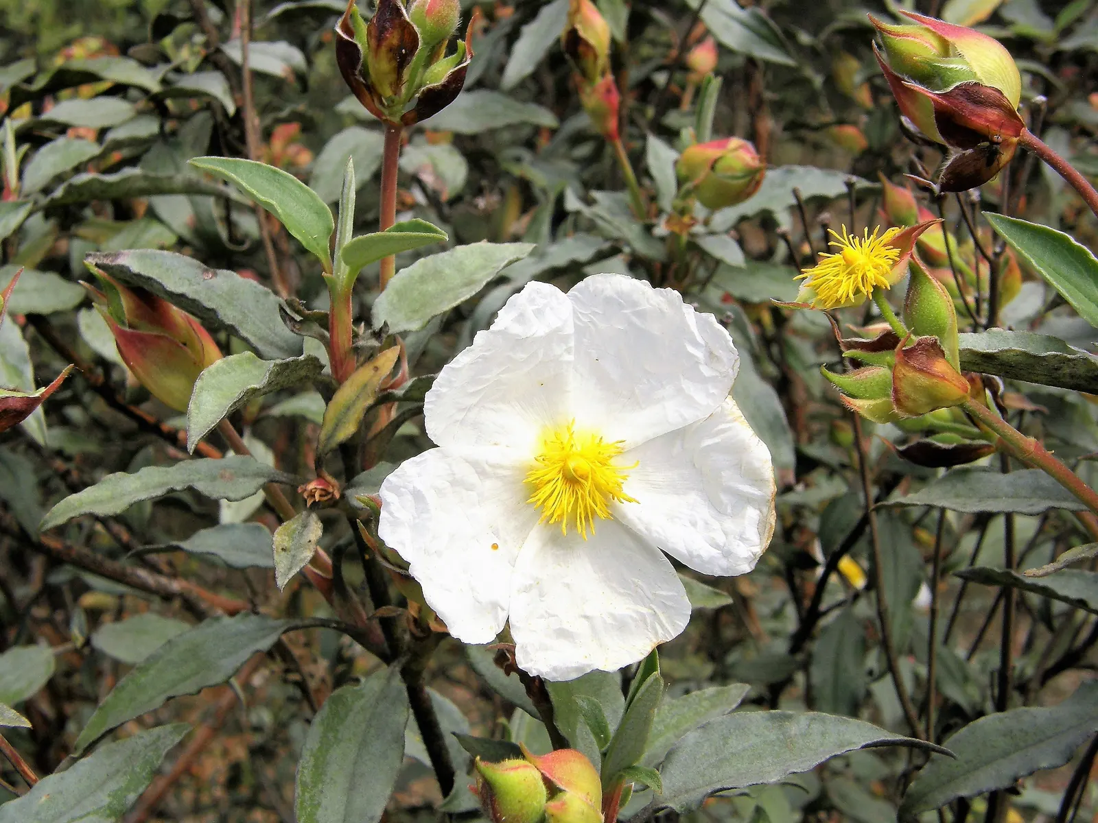 Laurel Leafed Rockrose (Cistus Laurifolius) — which will help in maximizing flower production