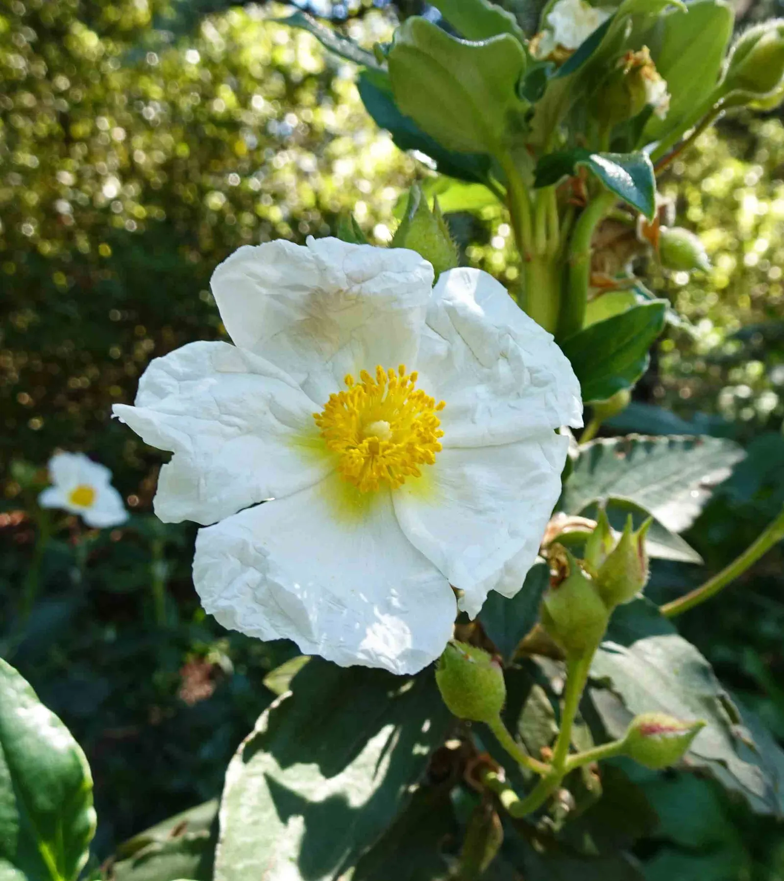 Laurel Leafed Rockrose (Cistus Laurifolius) — the Rockrose can serve as an excellent focal point or as part of a hedge