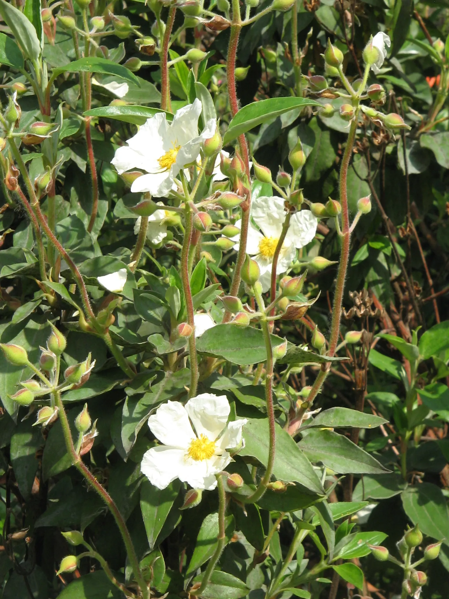 Laurel Leafed Rockrose (Cistus Laurifolius) — proudly displays a halo of yellow stamens at its center