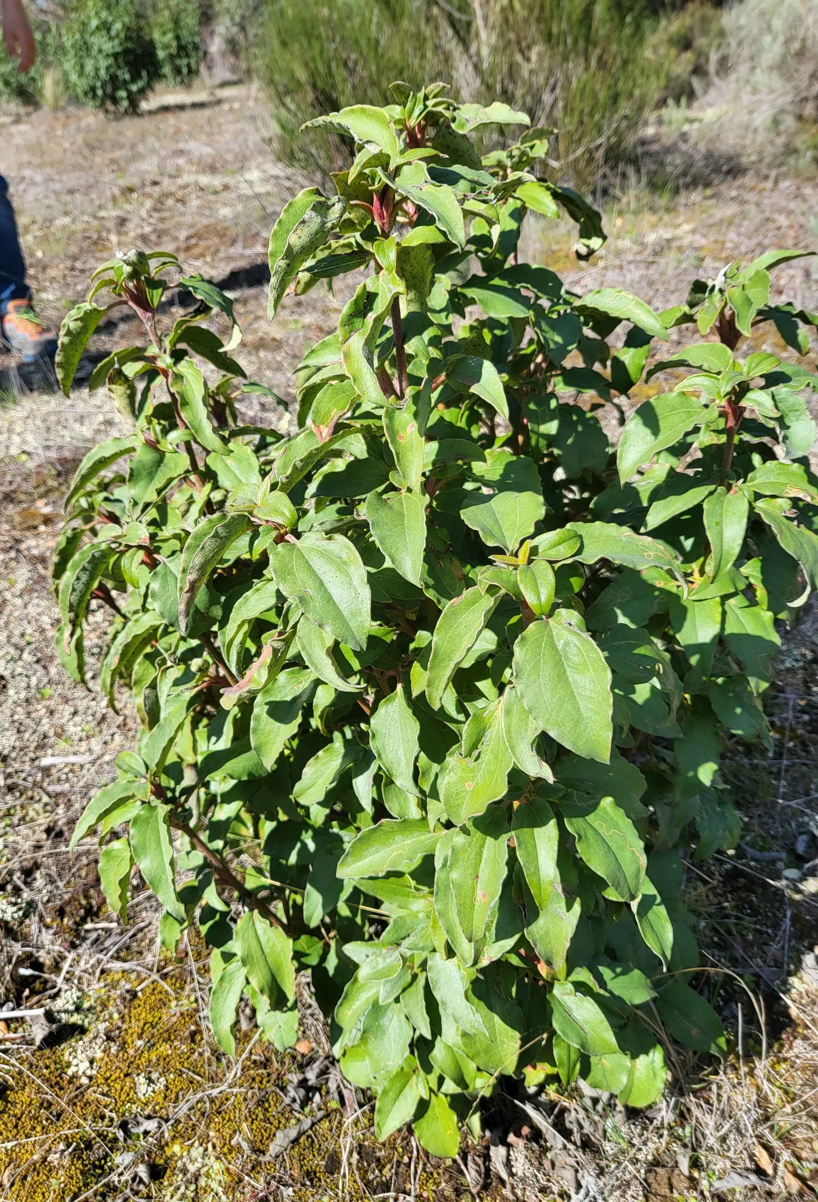 Laurel Leafed Rockrose (Cistus Laurifolius) — It grows to a height of 3-5 feet and spans 4-6 feet wide