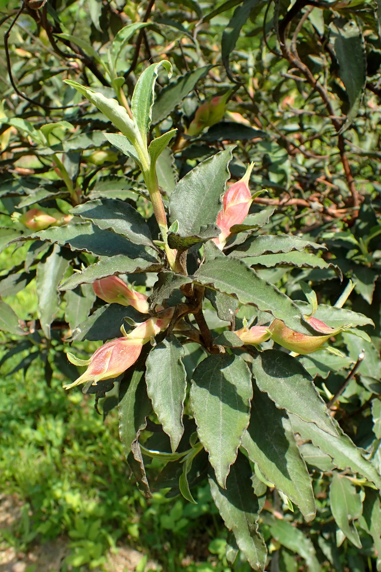 Laurel Leafed Rockrose (Cistus Laurifolius) — It is hardy in USDA zones 7 to 9, enduring temperatures as low as 10 to 15 degrees Fahrenheit