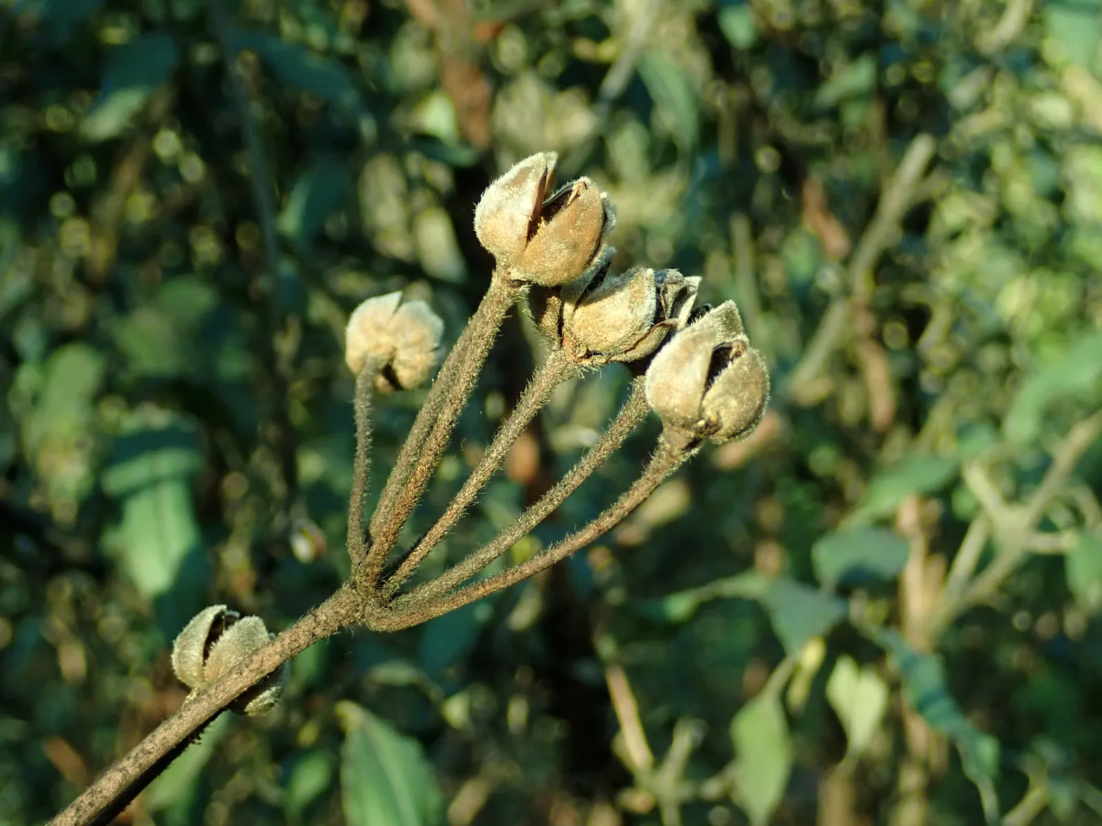 Laurel Leafed Rockrose (Cistus Laurifolius) — resinous leaves resembling laurel