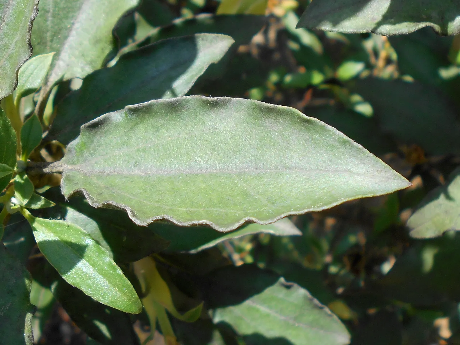 Laurel Leafed Rockrose (Cistus Laurifolius) — the Rockrose presents a deep green foliage that serves as a splendid backdrop to its white flowers
