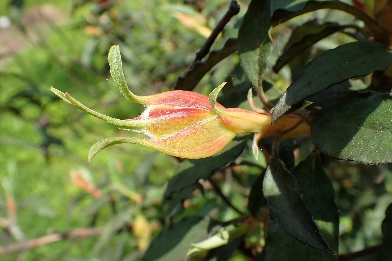 Laurel Leafed Rockrose (Cistus Laurifolius) — shrub with white blooms