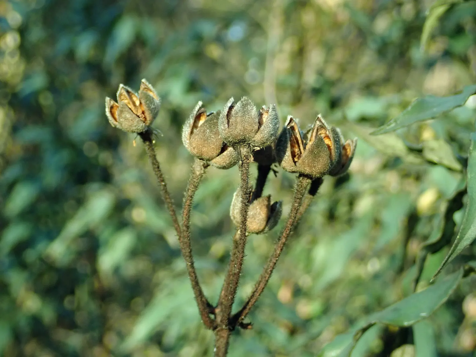 Laurel Leafed Rockrose (Cistus Laurifolius) — Showcasing white to pale pink flowers with yellow stamens in late spring to early summer