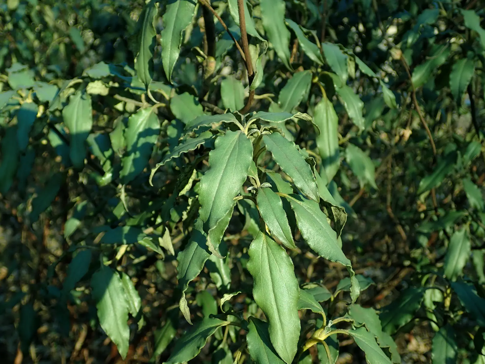 Laurel Leafed Rockrose (Cistus Laurifolius) — it is an ideal candidate for xeriscaping and sustainable landscape designs; this Mediterranean native thrives in