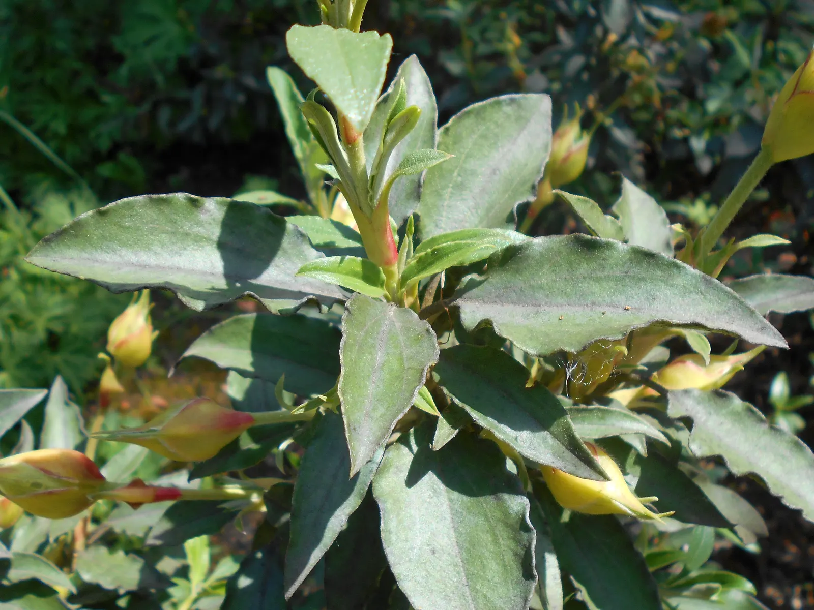 Laurel Leafed Rockrose (Cistus Laurifolius) — is an evergreen shrub with aromatic; showcasing white to pale pink flowers with yellow stamens in late spring to
