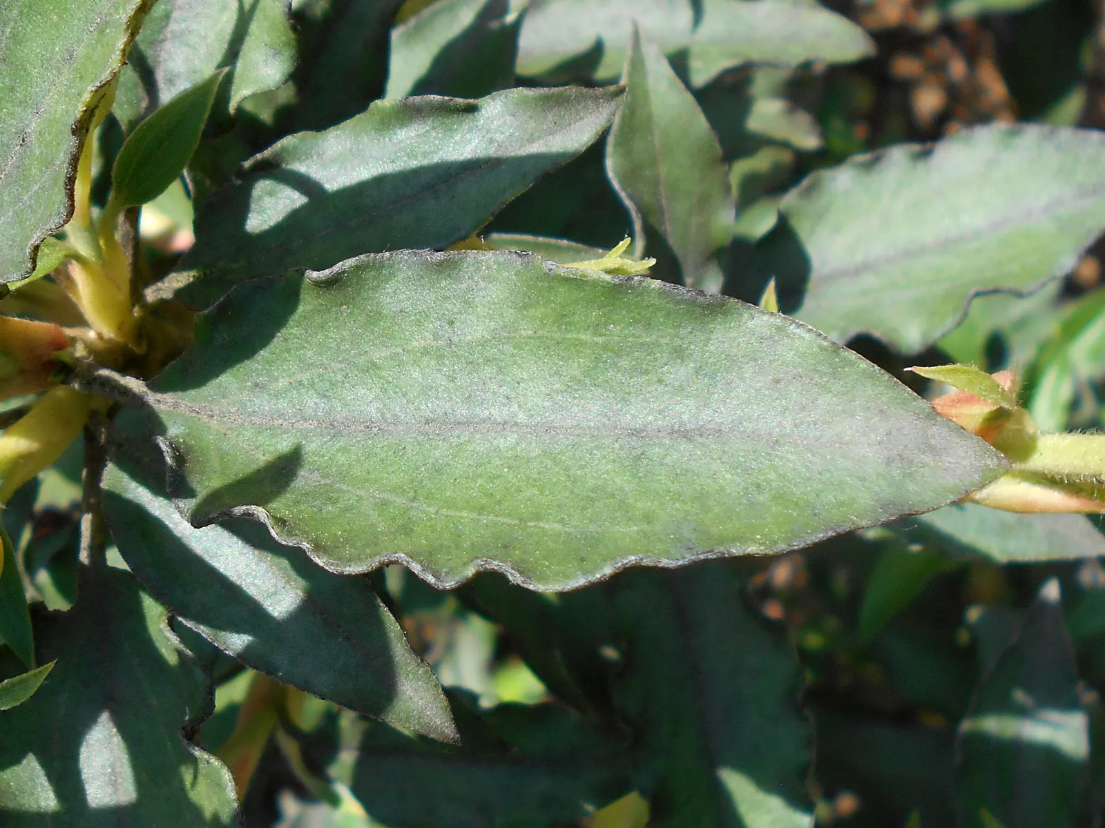 Laurel Leafed Rockrose (Cistus Laurifolius) — It grows to a height of 3-5 feet and spans 4-6 feet wide; which will help in maximizing flower production