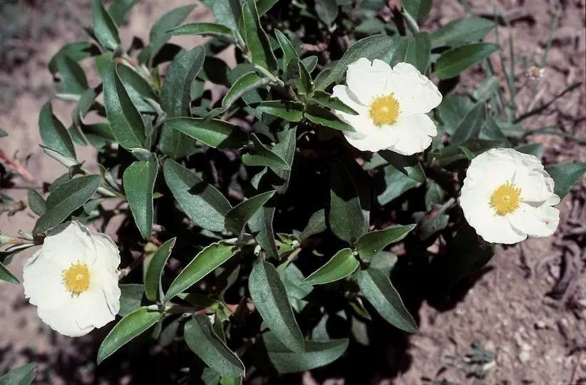 Laurel Leafed Rockrose (Cistus Laurifolius) — spanning roughly 2 inches in diameter