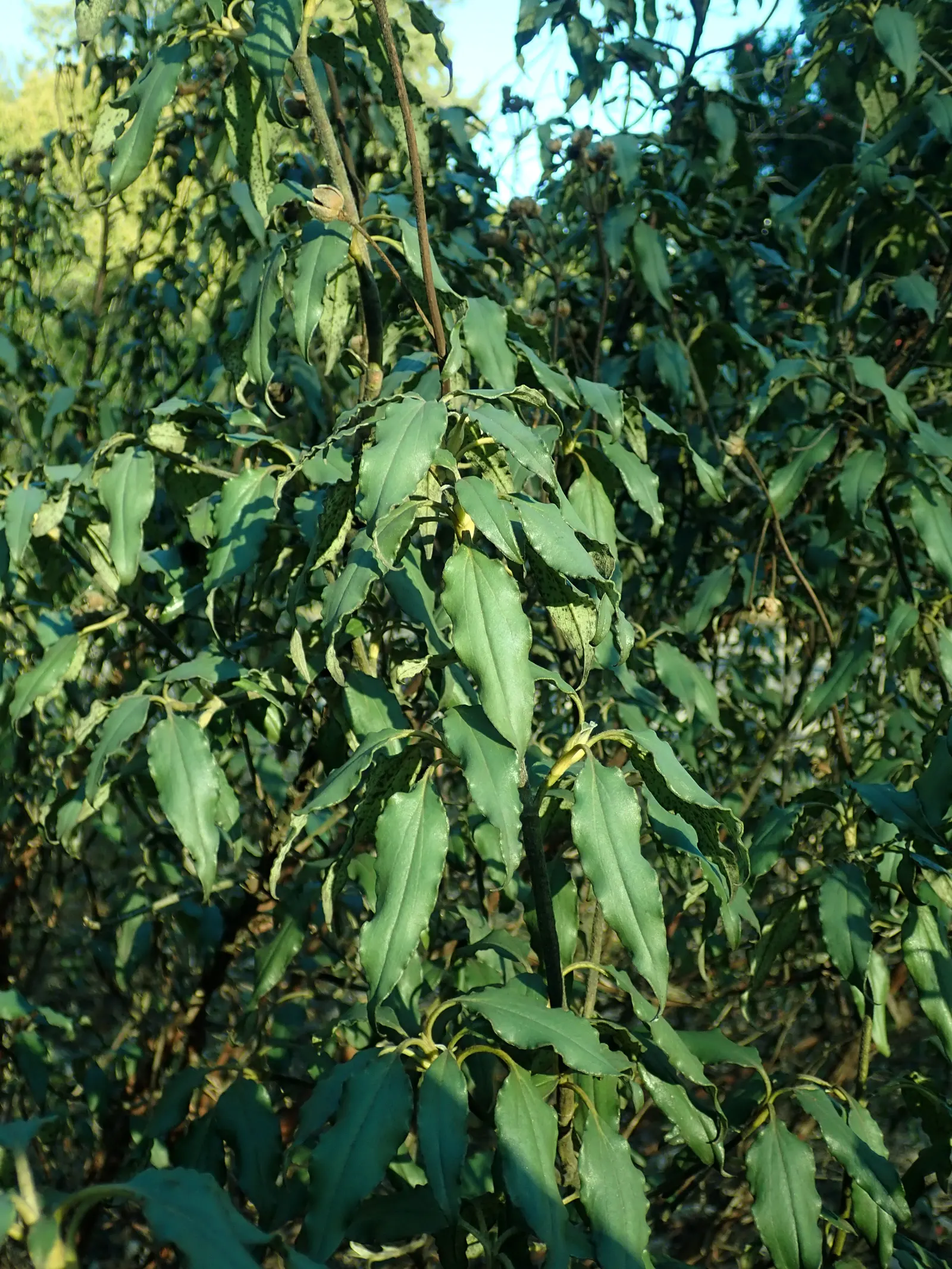 Laurel Leafed Rockrose (Cistus Laurifolius) — dark leaves.<br><br>For optimal growth