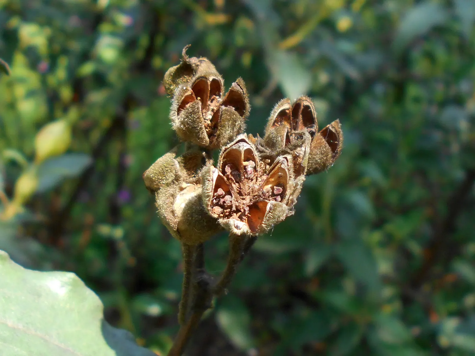 Laurel Leafed Rockrose (Cistus Laurifolius) — Drought tolerant once established, it's ideal for low-maintenance, water-wise landscapes; the flowers provide a