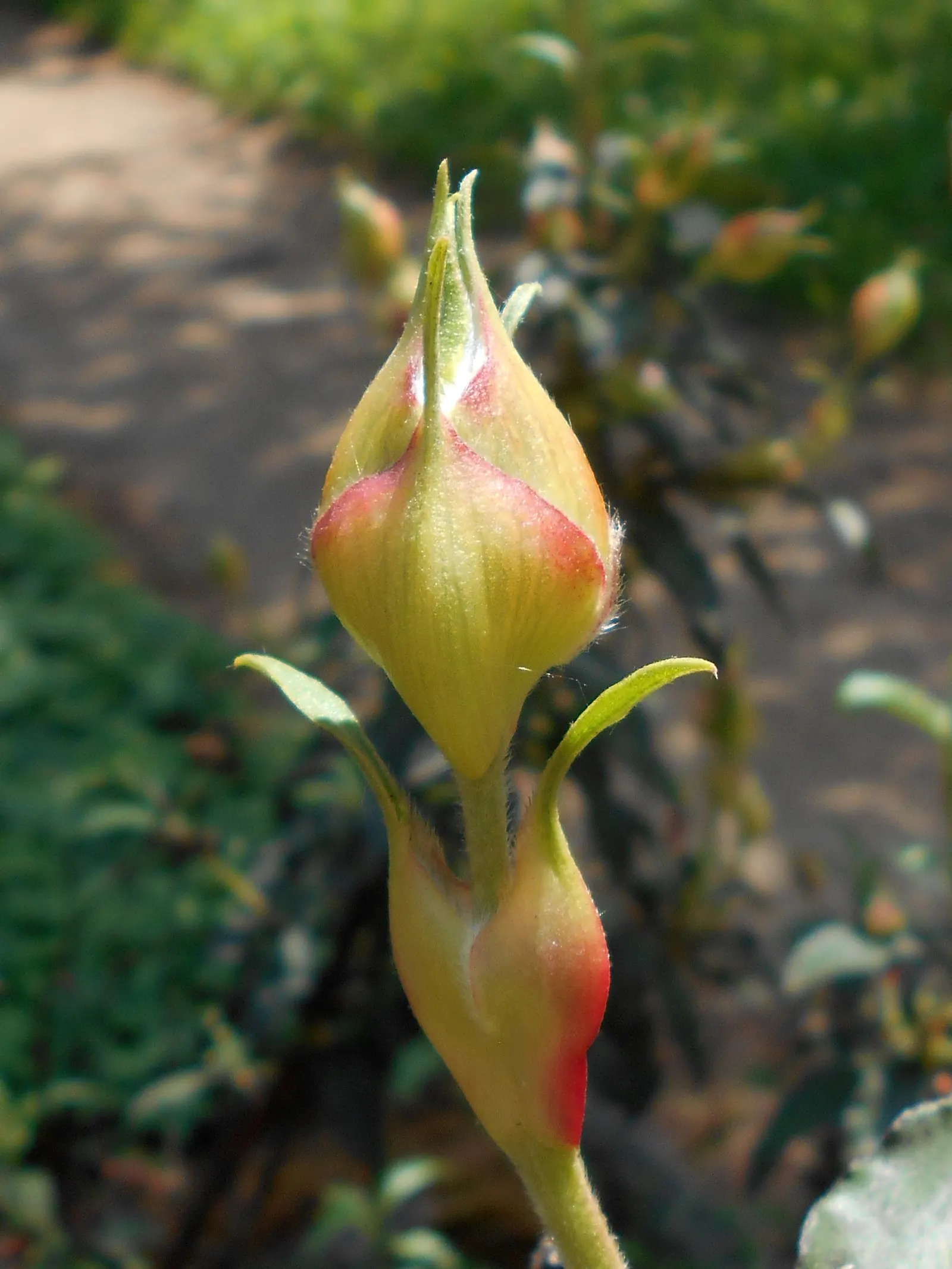 Laurel Leafed Rockrose (Cistus Laurifolius) — Tolerant of poor soils and drought conditions