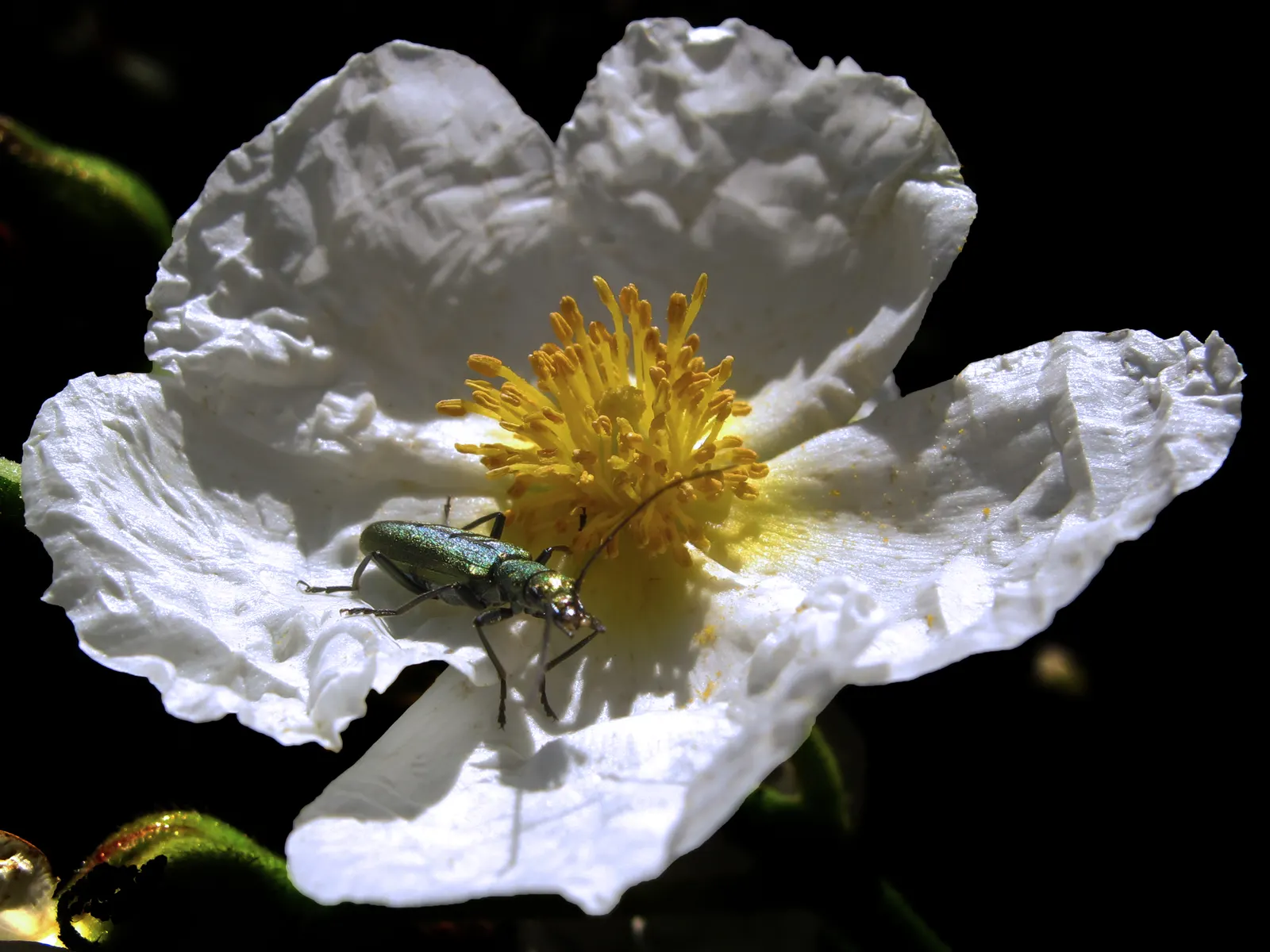 Laurel Leafed Rockrose (Cistus Laurifolius) — is an evergreen shrub with aromatic