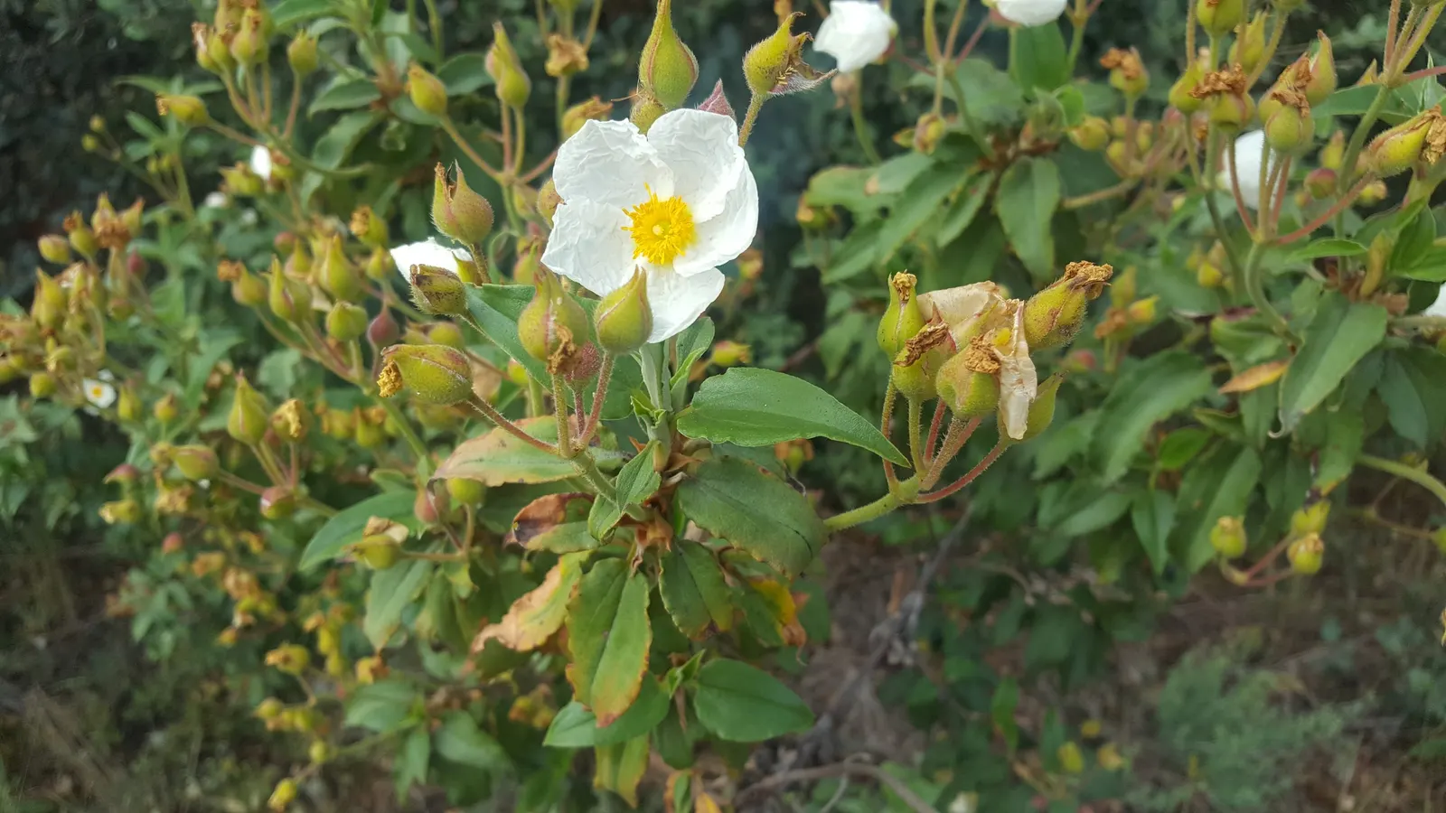 Laurel Leafed Rockrose (Cistus Laurifolius) — blooming profusely in late spring to early summer
