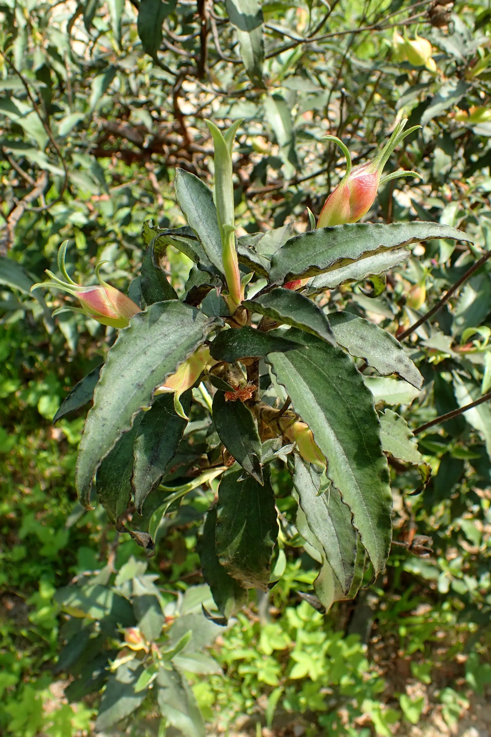 Laurel Leafed Rockrose (Cistus Laurifolius) — Minimal pruning is required; however
