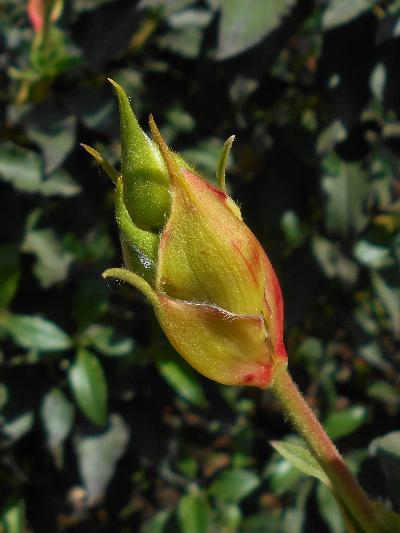 Laurel Leafed Rockrose (Cistus Laurifolius) — this Mediterranean native thrives in well-draining soil under full sun; it is an ideal candidate for xeriscaping
