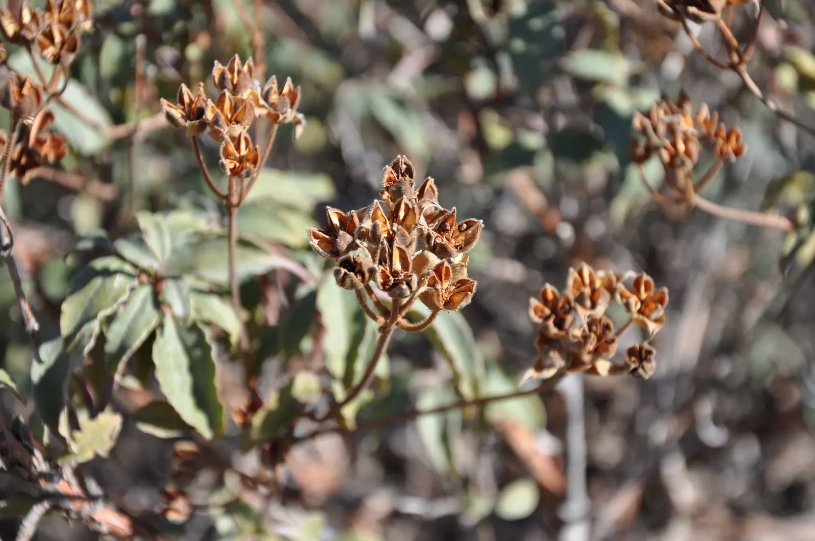 Laurel Leafed Rockrose (Cistus Laurifolius) — resinous leaves resembling laurel; the Rockrose presents a deep green foliage that serves as a splendid backdrop