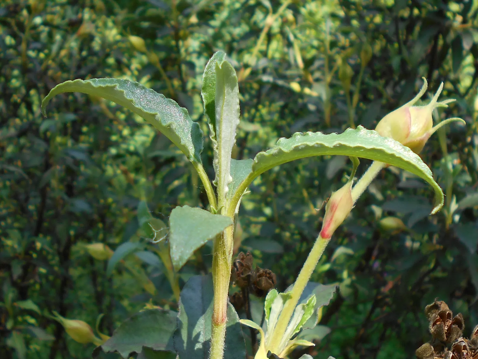 Laurel Leafed Rockrose (Cistus Laurifolius) — this Mediterranean native thrives in well-draining soil under full sun