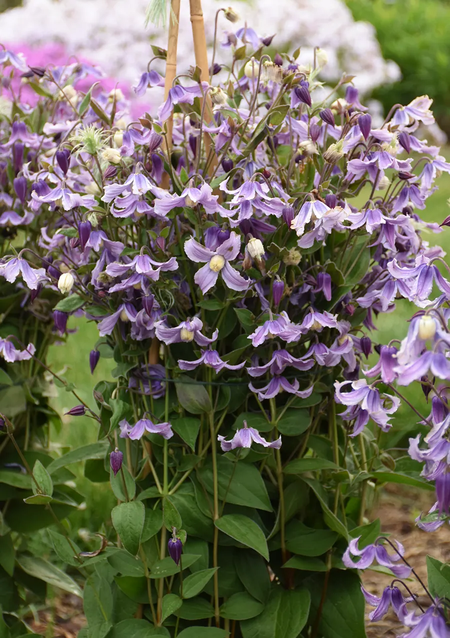 'Stand by Me Lavender' Bush Clematis (Clematis hybrid) — commonly referred to as 'Stand by Me Lavender' Bush Clematis