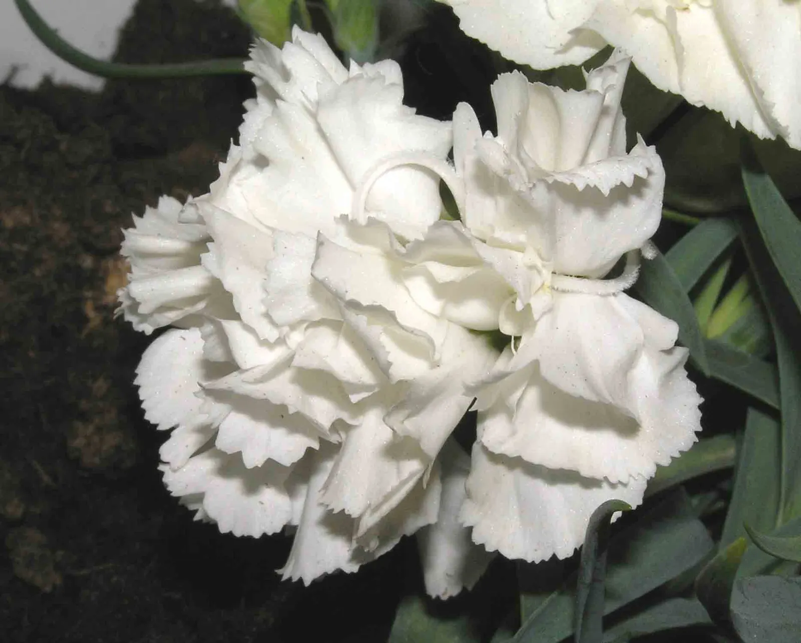 Carnation (Dianthus Caryophyllus) — is a perennial plant that typically grows 18 to 24 inches tall; carnations make an excellent mid-level addition, image 74
