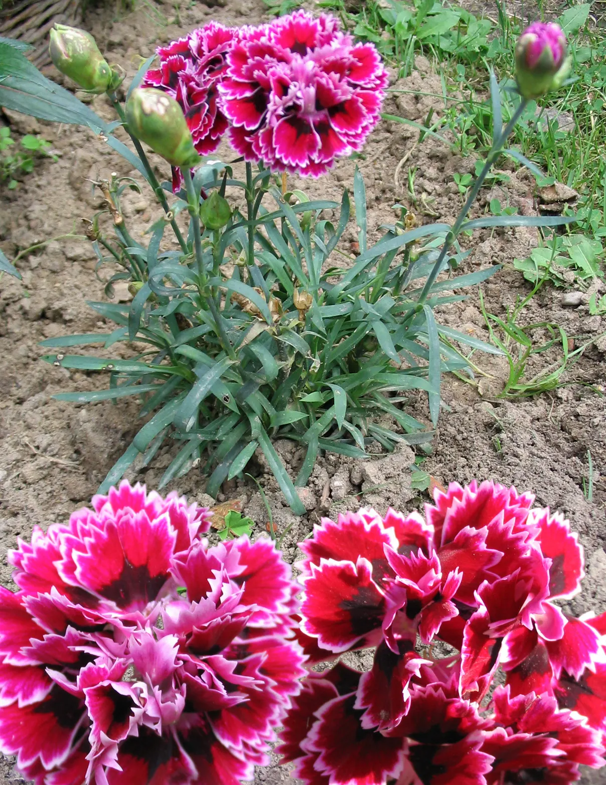 Carnation (Dianthus Caryophyllus) — Deadheading spent blooms will encourage further flowering; to best educate the client, image 65