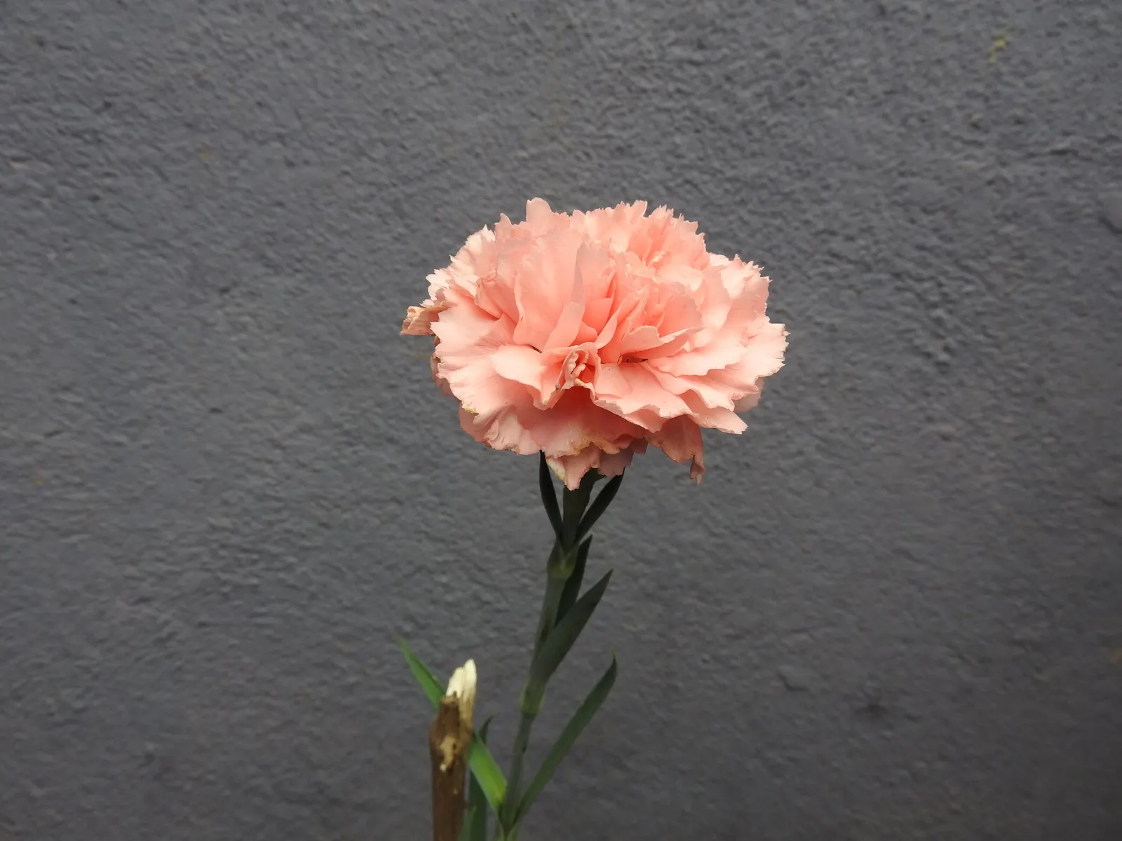 Carnation (Dianthus Caryophyllus) — This classic beauty is a staple in ornamental gardens and a favorite for cut flower arrangements; glaucous green to