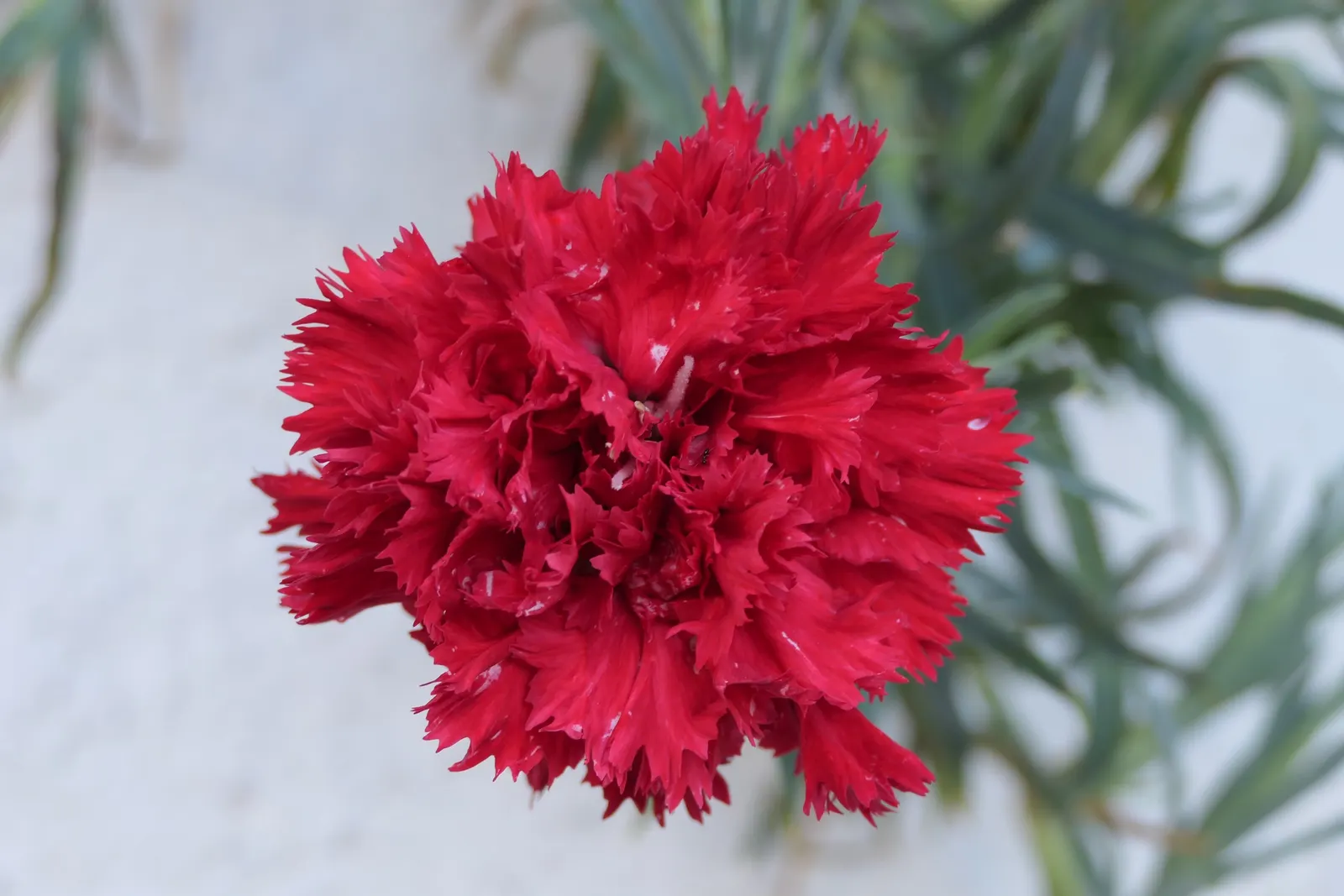 Carnation (Dianthus Caryophyllus) — commonly known as carnation; it thrives in full sun and well-drained soil, image 73