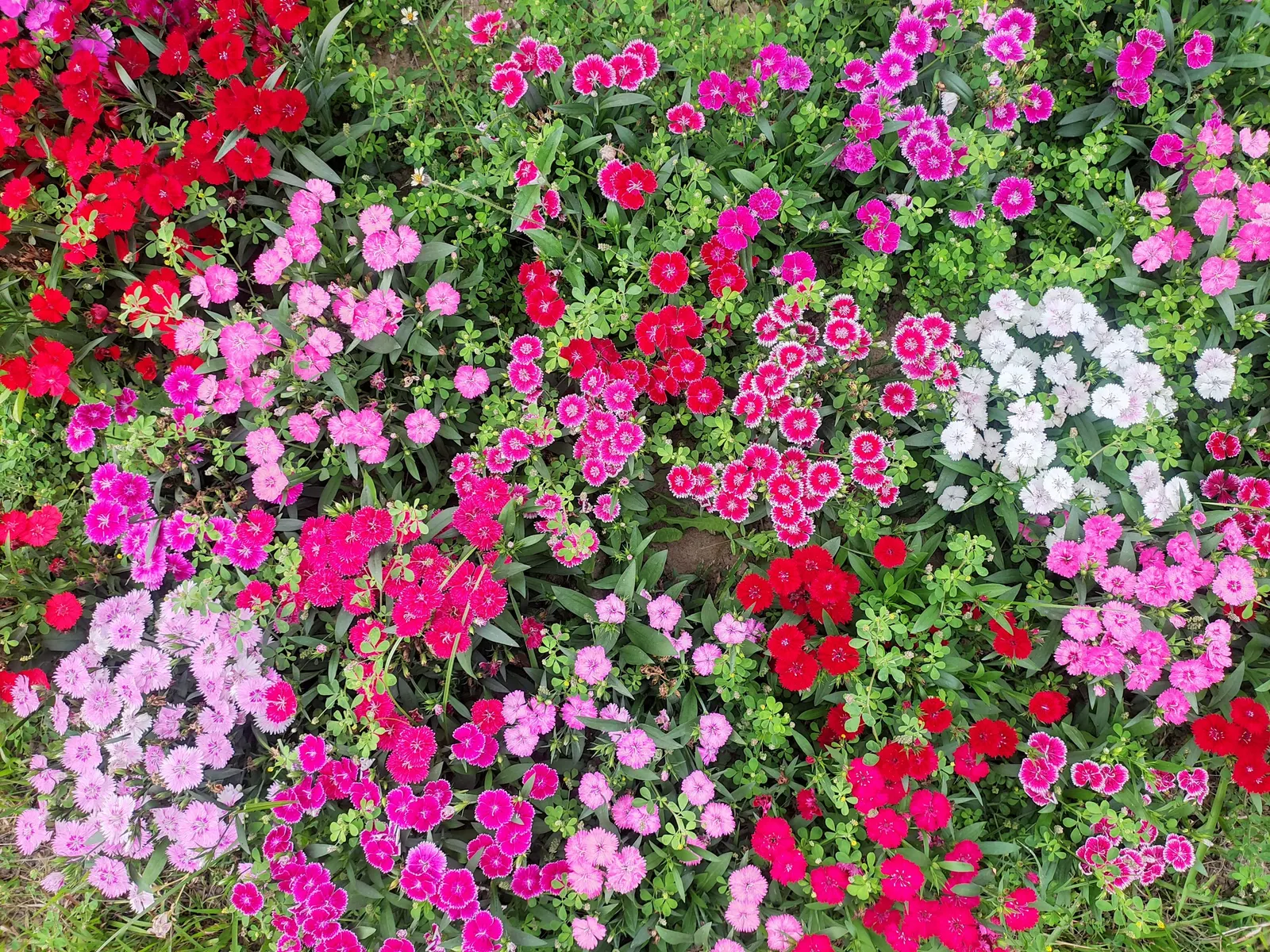 Carnation (Dianthus Caryophyllus) — This classic beauty is a staple in ornamental gardens and a favorite for cut flower arrangements