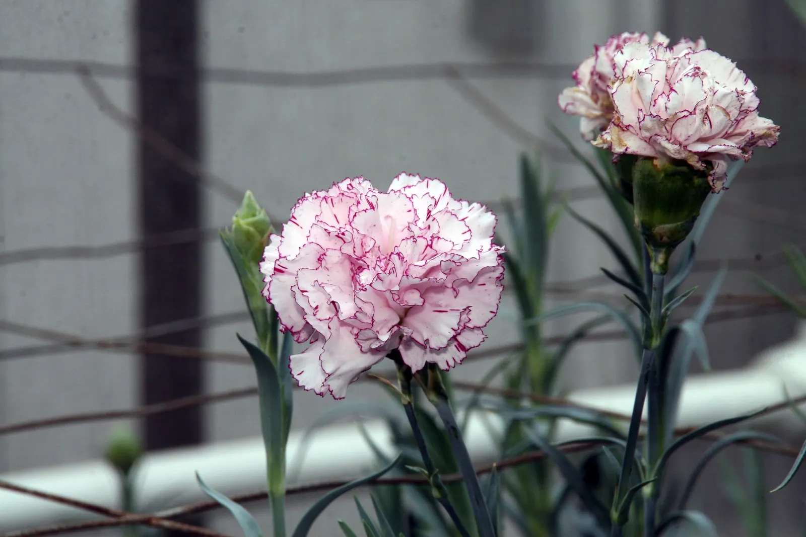 Carnation (Dianthus Caryophyllus) — Carnations make an excellent mid-level addition to floral beds and borders