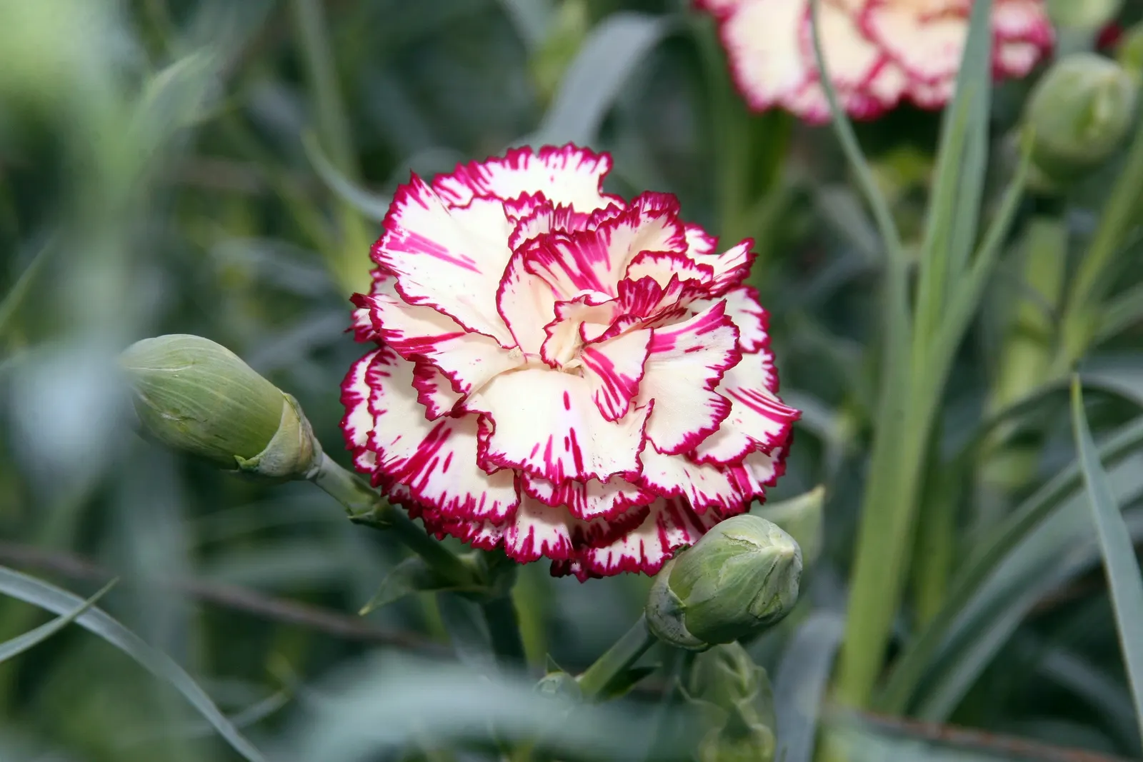 Carnation (Dianthus Caryophyllus) — scientifically known as Dianthus caryophyllus; pink flowers in the garden