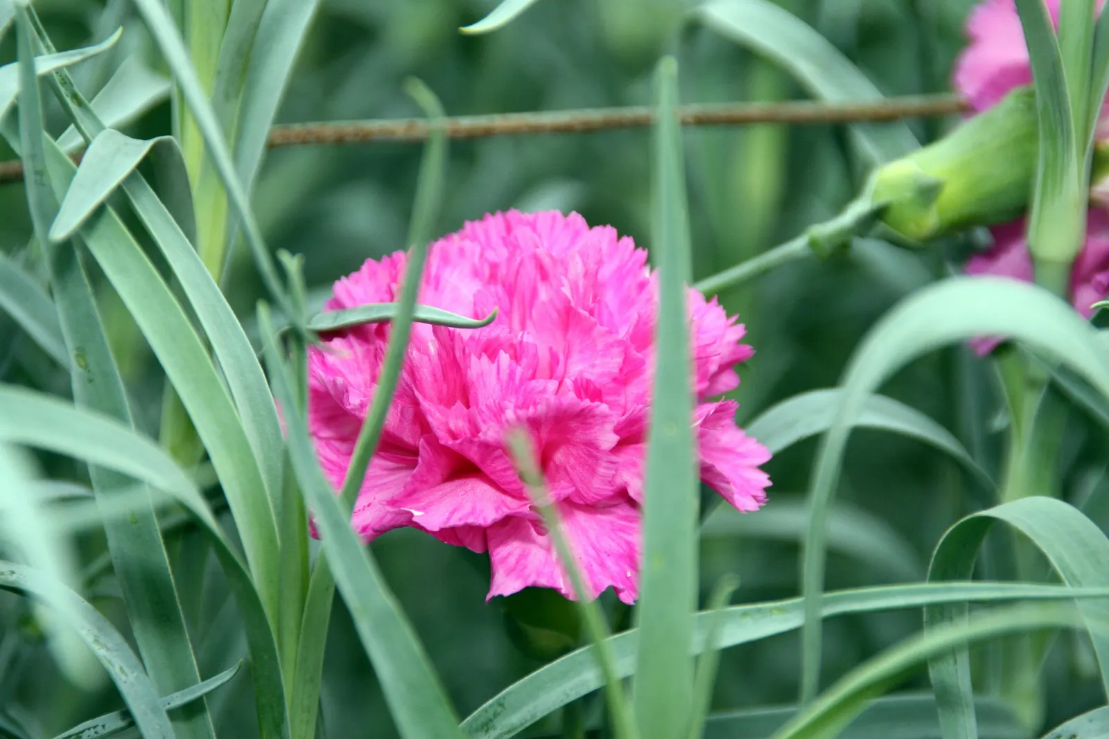 Carnation (Dianthus Caryophyllus) — note that their perennial nature ensures they'll enjoy this engaging flower year after year with proper care