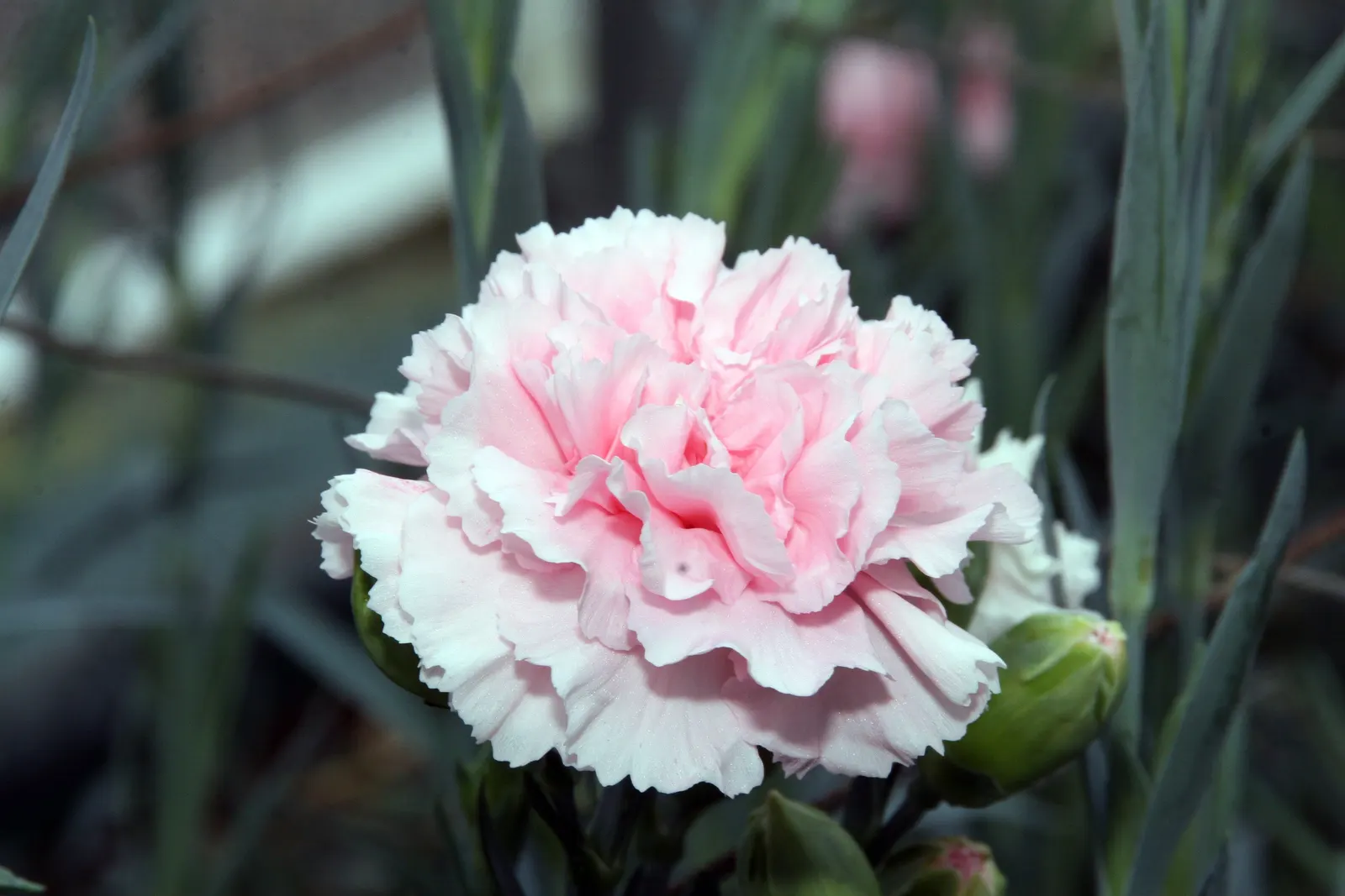 Carnation (Dianthus Caryophyllus) — with a spread of approximately 12 to 18 inches; carnations can withstand slight fluctuations in temperature but, image 58