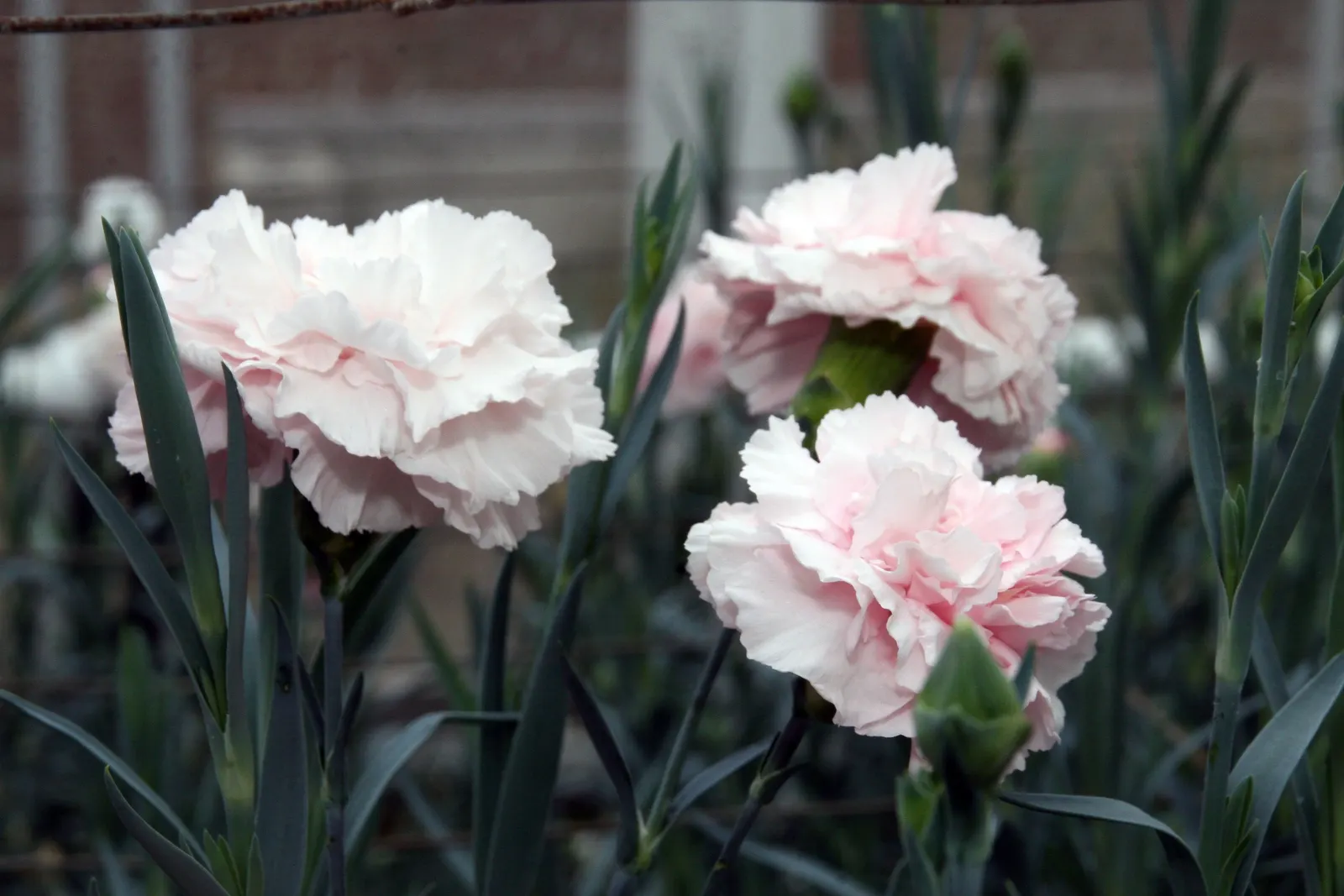 Carnation (Dianthus Caryophyllus) — but beware of over-saturation as it can lead to root rot