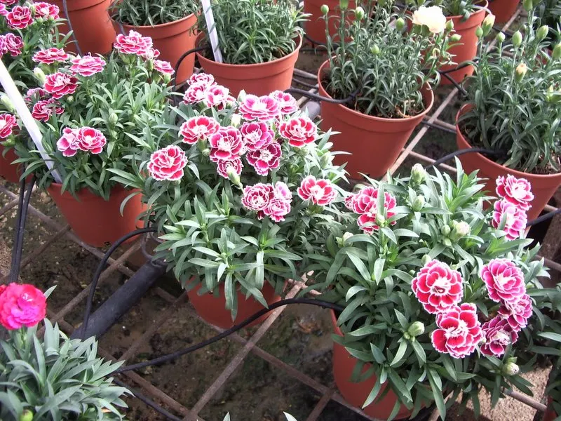 Carnation (Dianthus Caryophyllus) — They prefer cooler climates and require regular watering, with soil drying slightly between; regular watering, image 54