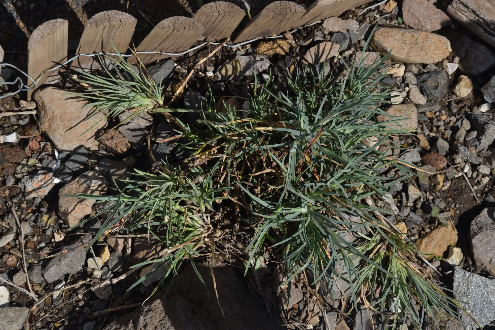 Carnation (Dianthus Caryophyllus) — Dianthus caryophyllus requires moderate maintenance to thrive
