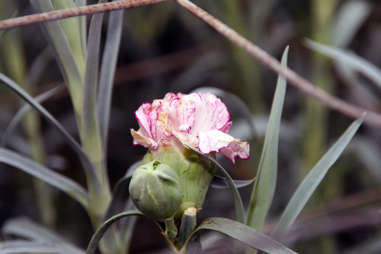 Carnation (Dianthus Caryophyllus) — extending the display from late spring through early fall