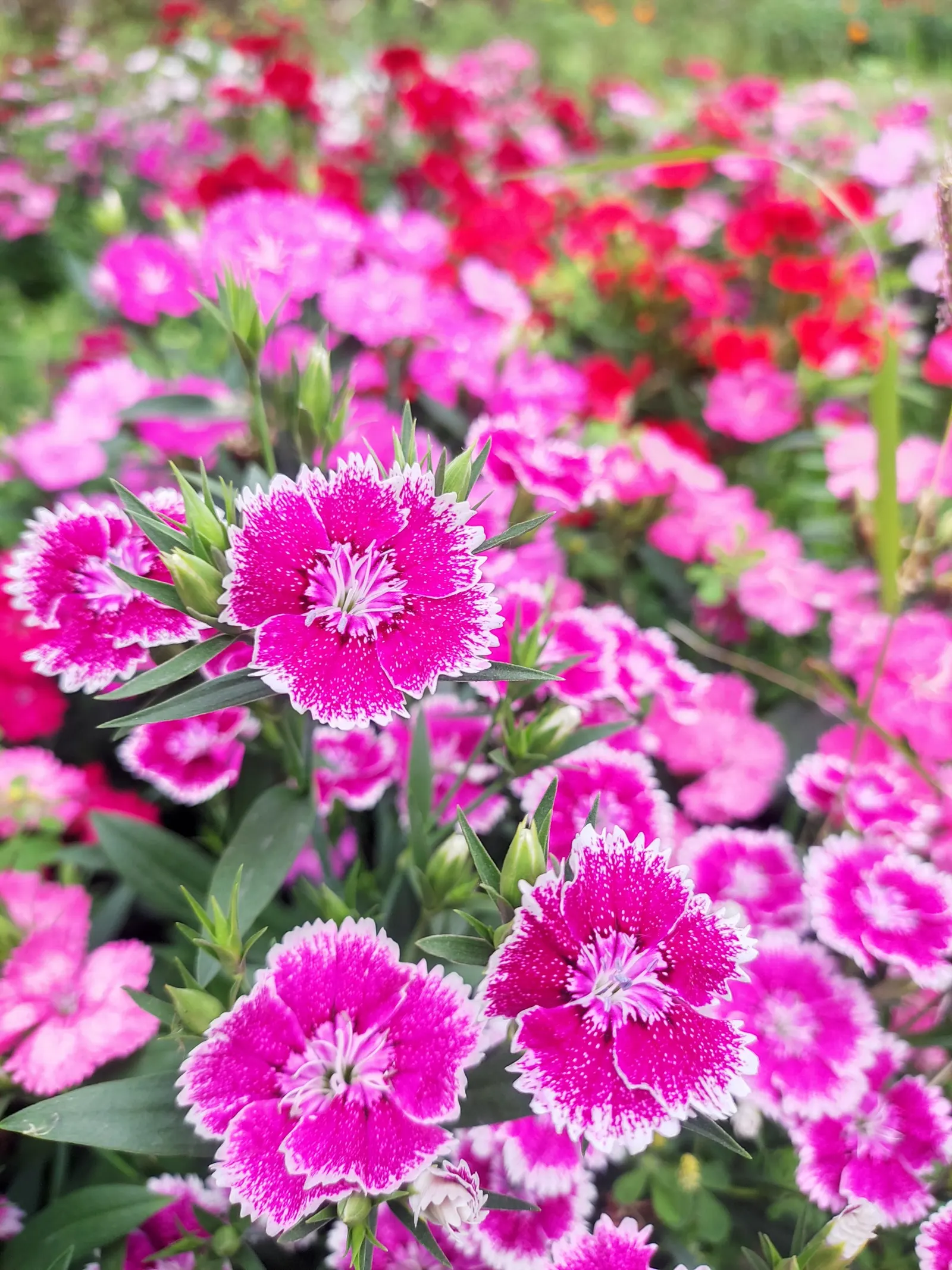 Carnation (Dianthus Caryophyllus) — pink flowers in the garden