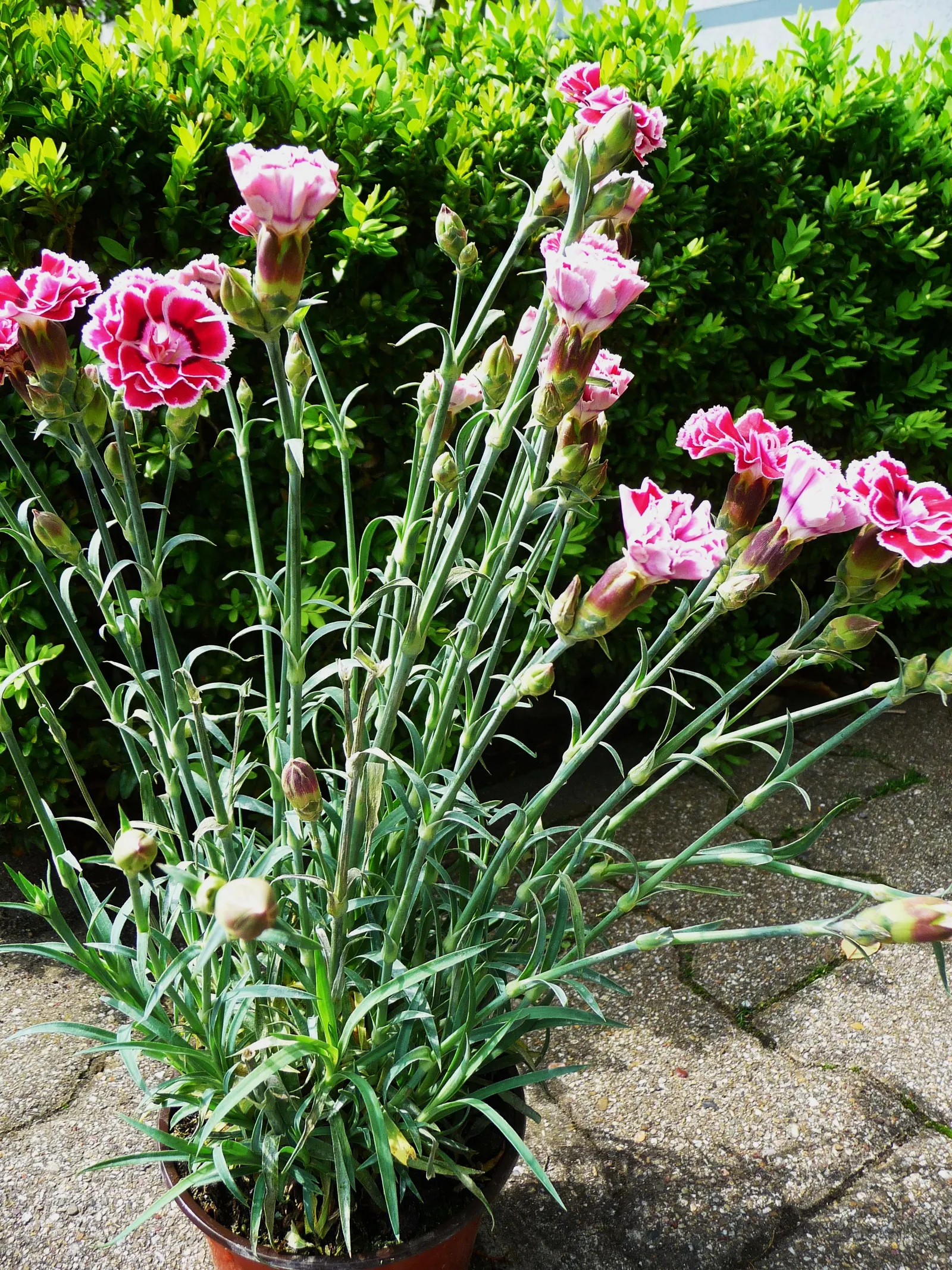 Carnation (Dianthus Caryophyllus) — annual for full or half; note that their perennial nature ensures they'll enjoy this engaging flower year after year with