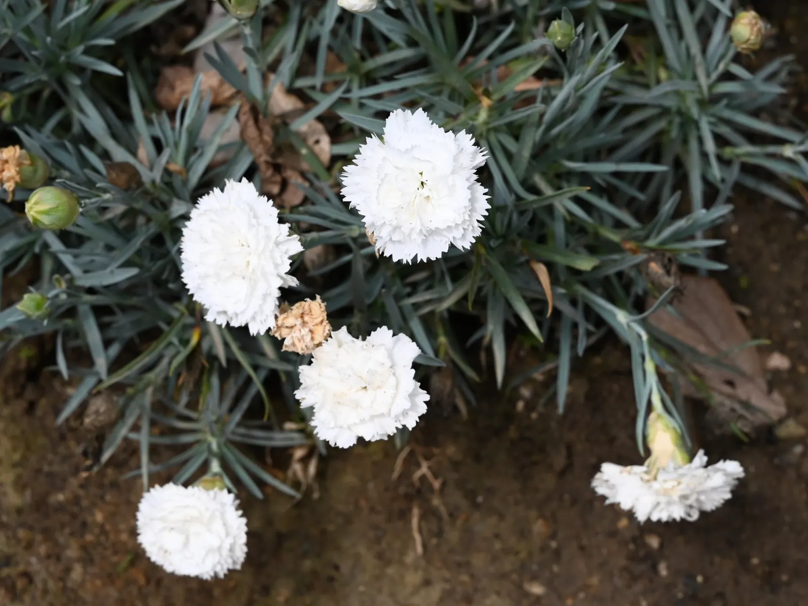 Carnation (Dianthus Caryophyllus) — note that their perennial nature ensures they'll enjoy this engaging flower year after year with proper care, image 69