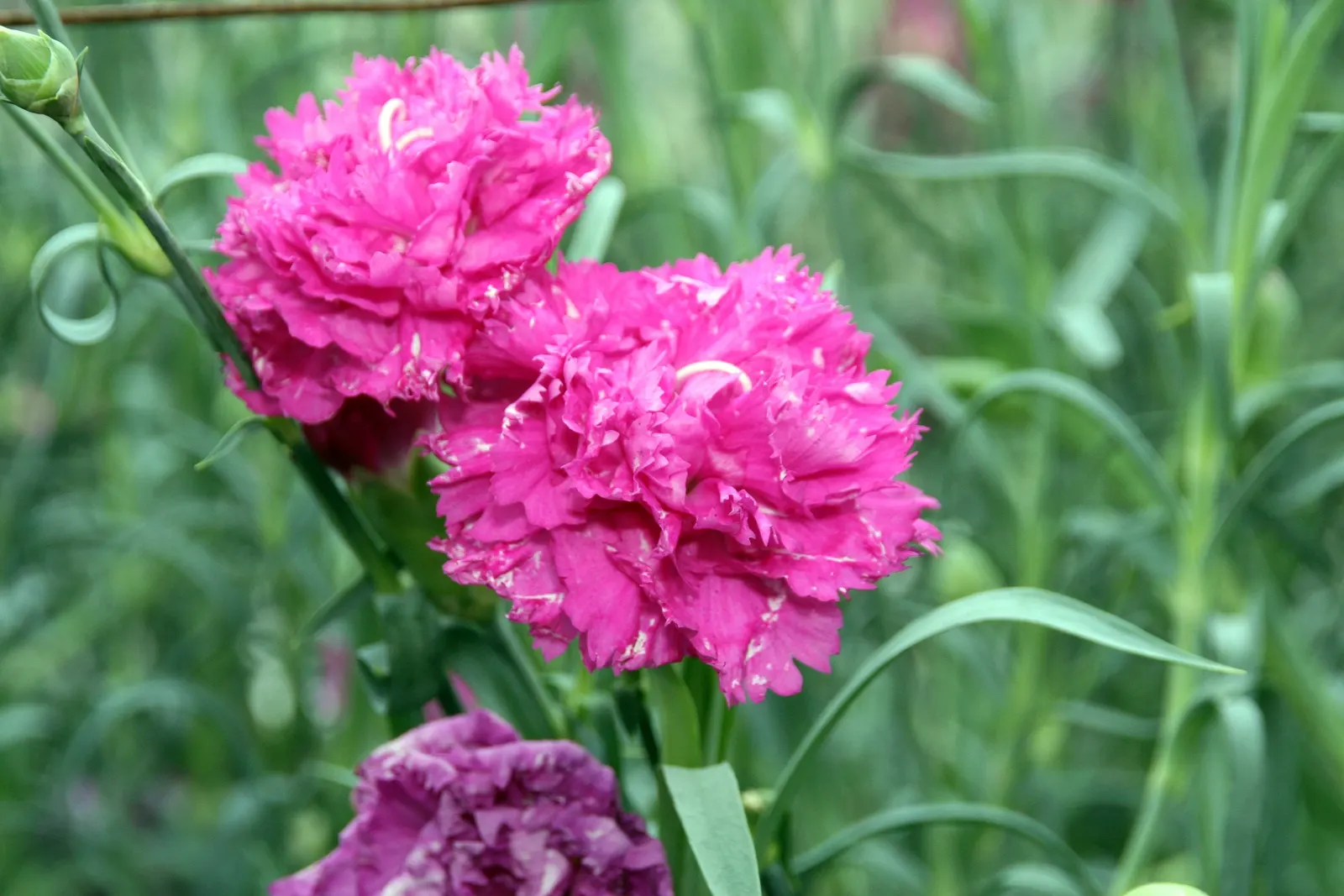Carnation (Dianthus Caryophyllus) — annual with pink blooms; dianthus caryophyllus requires moderate maintenance to thrive, image 71