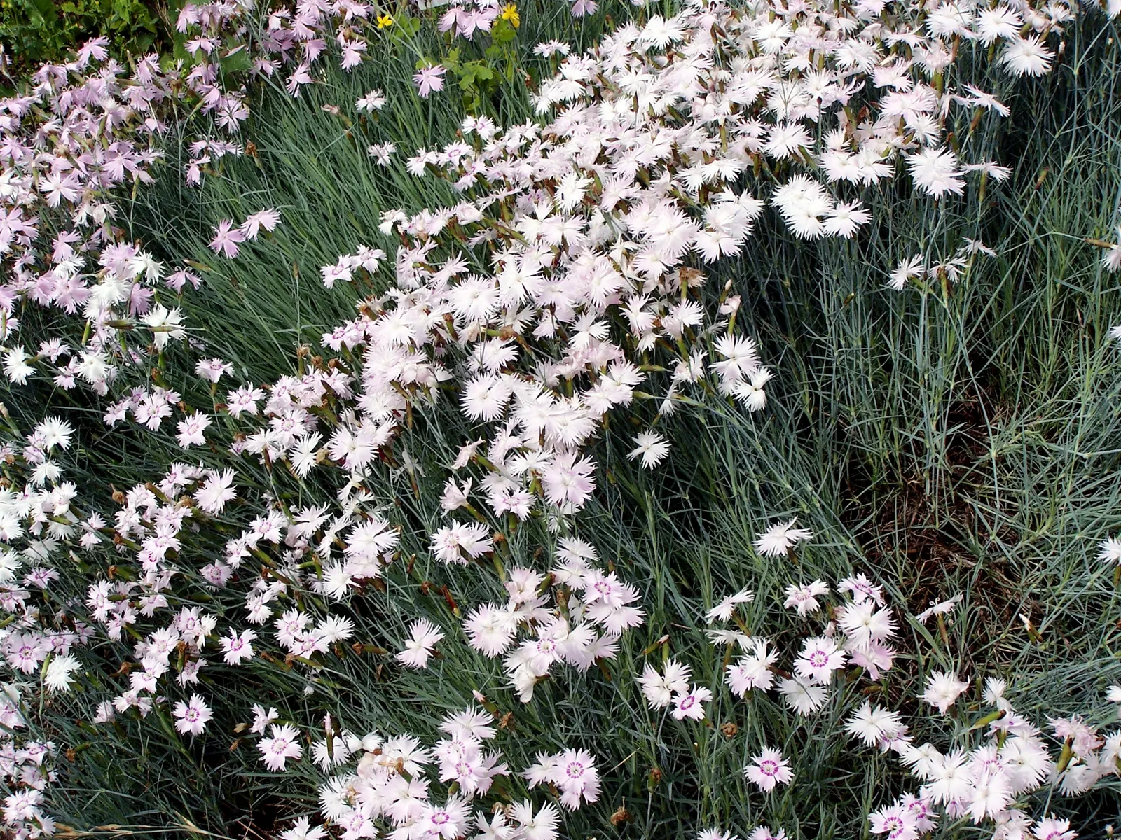 Carnation (Dianthus Caryophyllus) — To best educate the client; deadheading spent blooms will encourage further flowering, image 68
