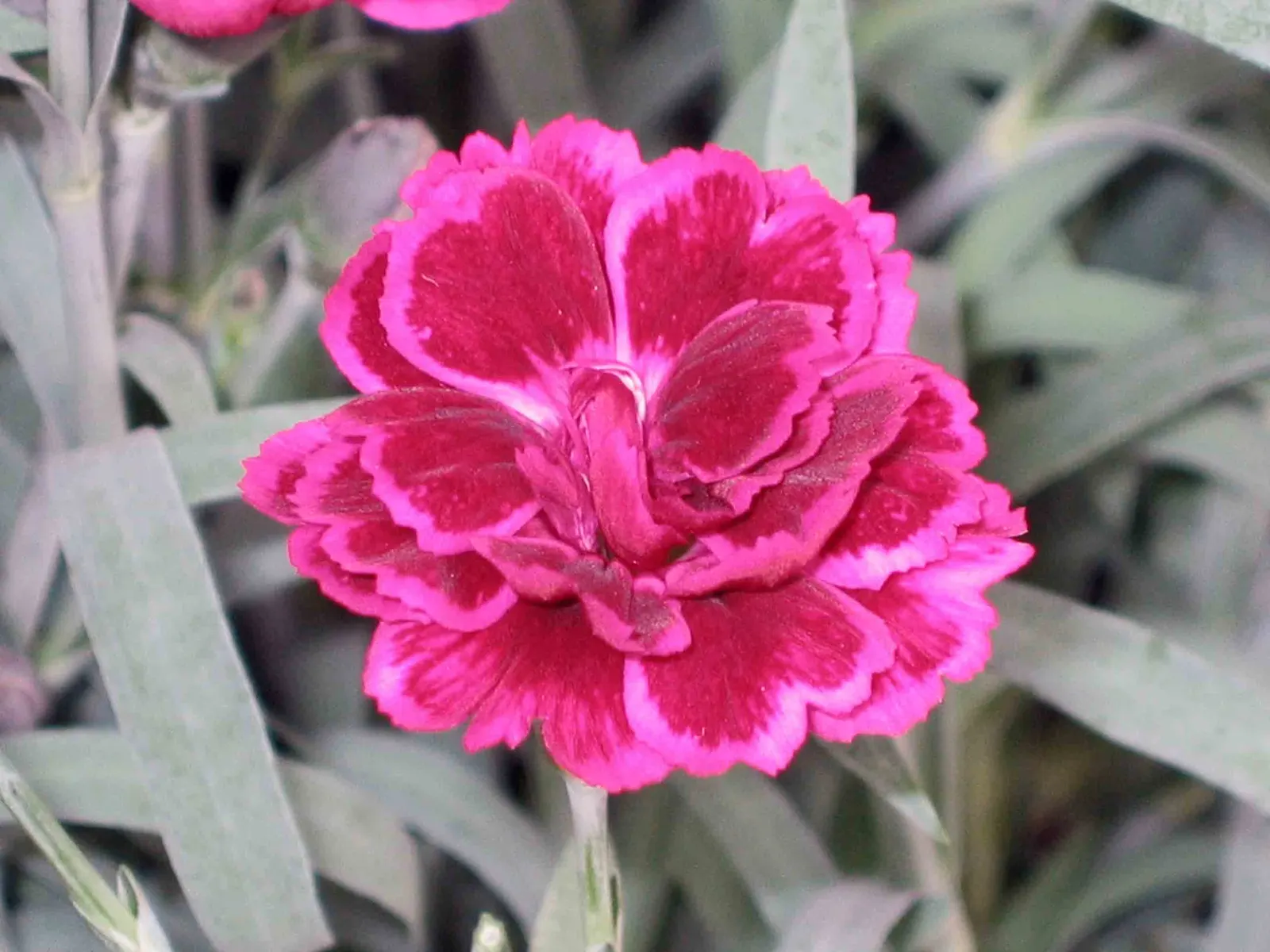 Carnation (Dianthus Caryophyllus) — note that their perennial nature ensures they'll enjoy this engaging flower year after year with proper care; annual for