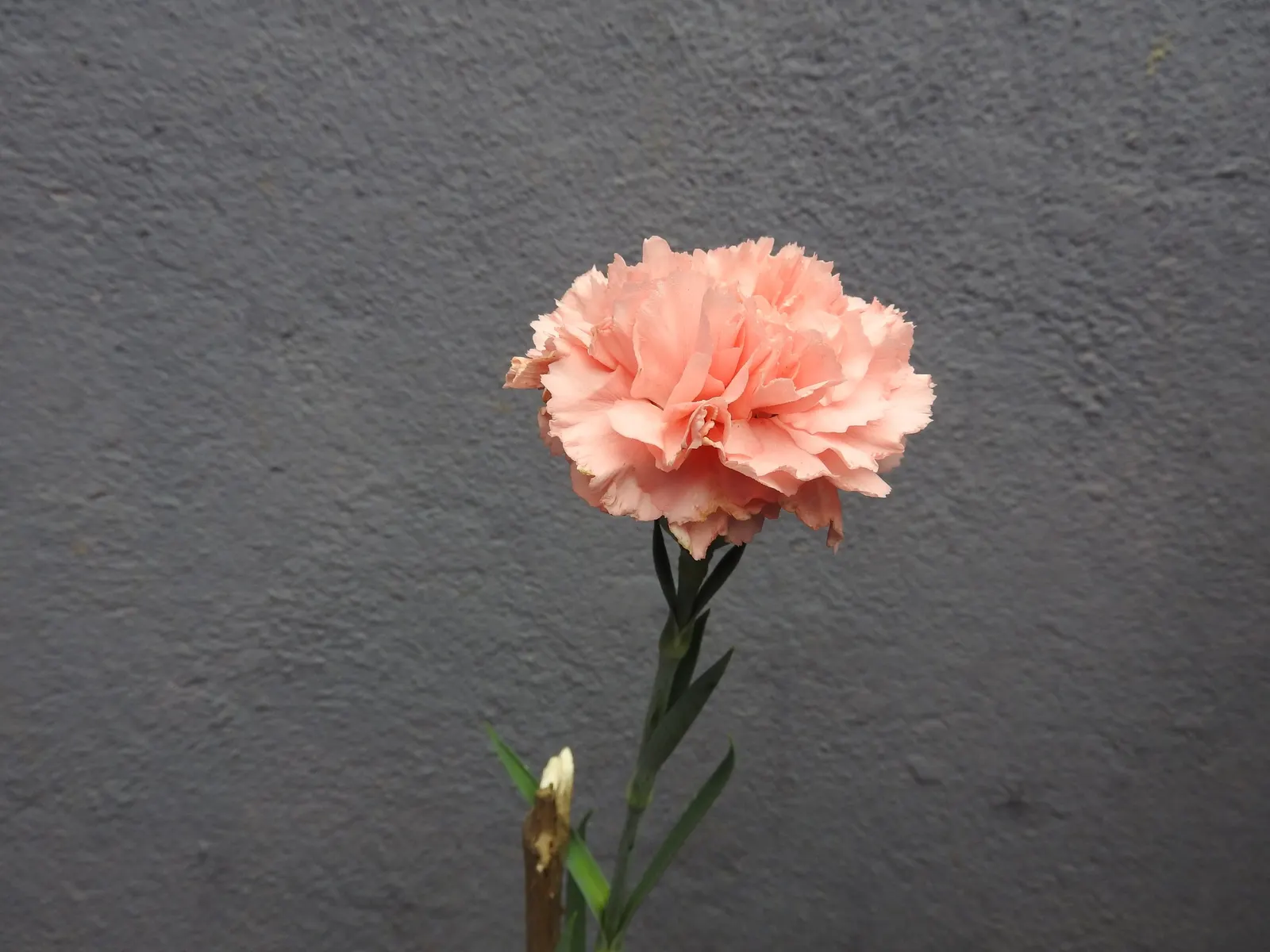 Carnation (Dianthus Caryophyllus) — it thrives in full sun and well-drained soil