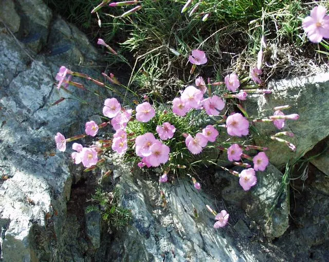 Carnation (Dianthus Caryophyllus) — Carnations make an excellent mid-level addition to floral beds and borders; is a perennial plant that typically grows 18 to