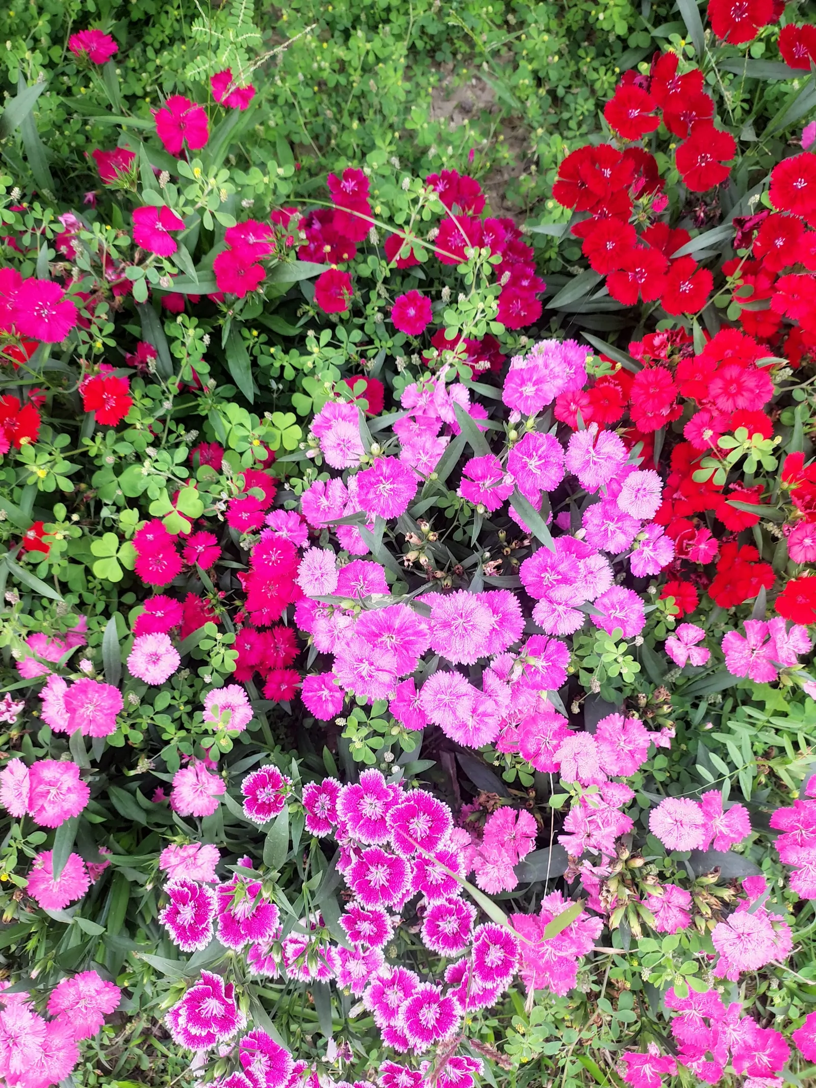 Carnation (Dianthus Caryophyllus) — Deadheading spent blooms will encourage further flowering