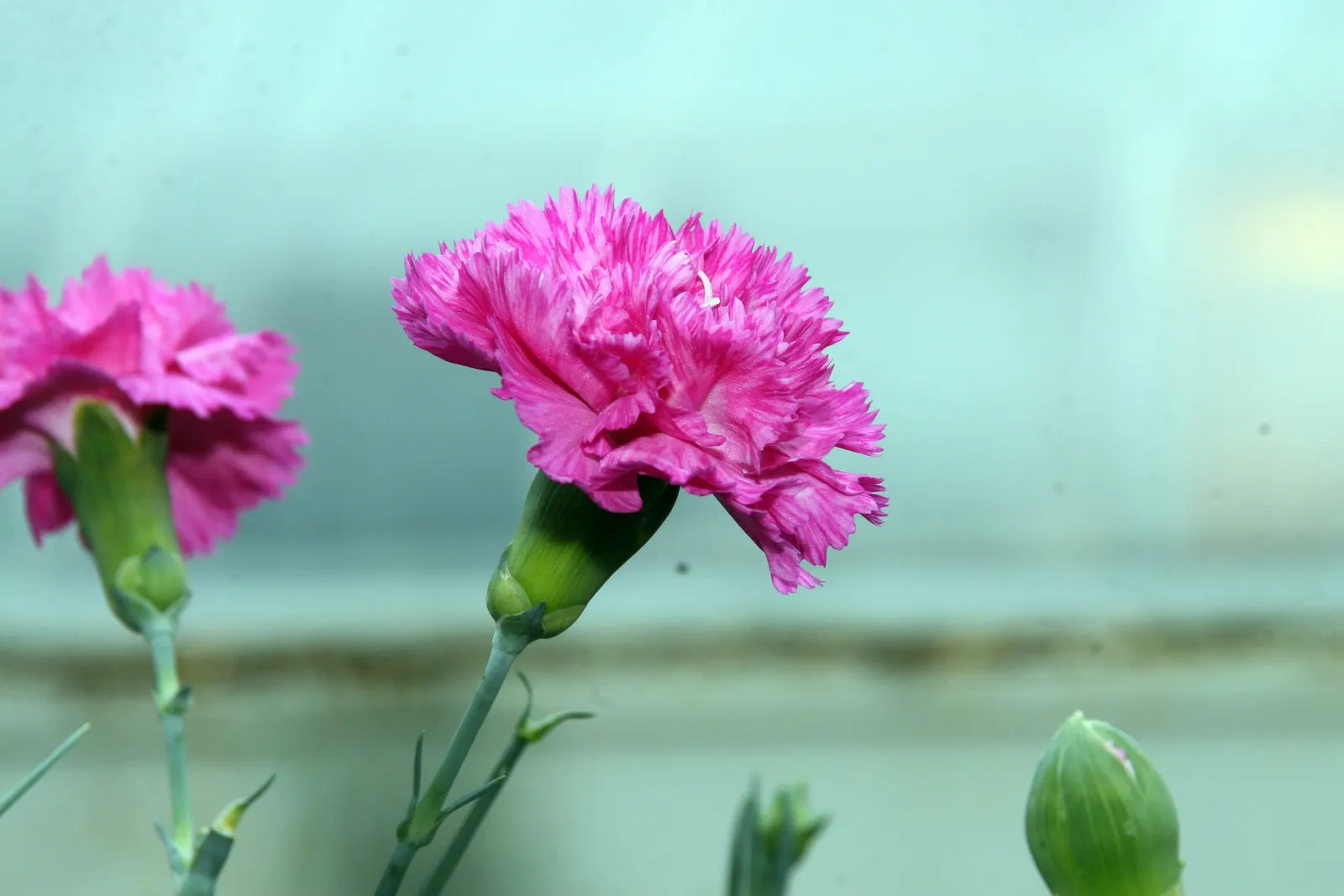 Carnation (Dianthus Caryophyllus) — scientifically known as Dianthus caryophyllus; pink flowers in the garden, image 55
