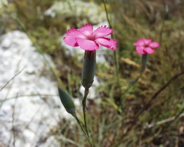 Carnation (Dianthus Caryophyllus) — Carnations can withstand slight fluctuations in temperature but should be protected from extreme cold; with a, image 67