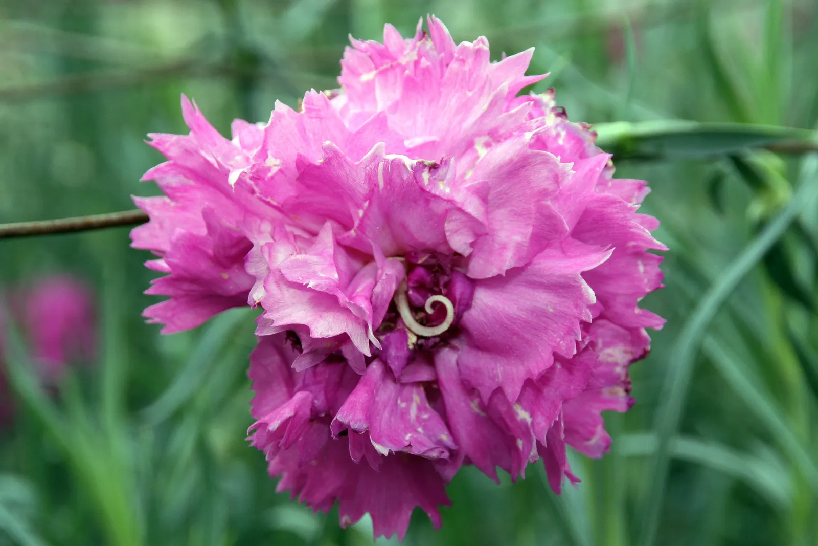 Carnation (Dianthus Caryophyllus) — with a spread of approximately 12 to 18 inches; carnations can withstand slight fluctuations in temperature but should be