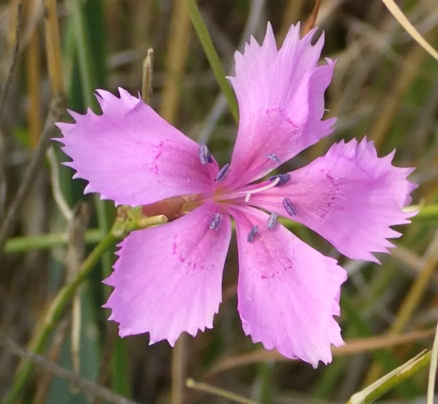 Carnation (Dianthus Caryophyllus) — with a spread of approximately 12 to 18 inches; carnations can withstand slight fluctuations in temperature but, image 82